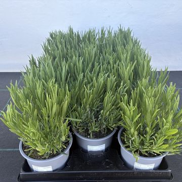 Lavandula angustifolia AROMANCE WHITE