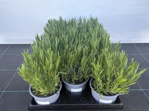 Lavandula angustifolia AROMANCE WHITE