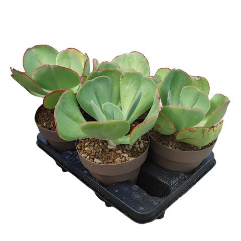 Echeveria gigantea