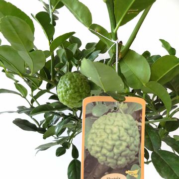 Citrus hystrix