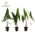 Alocasia zebrina