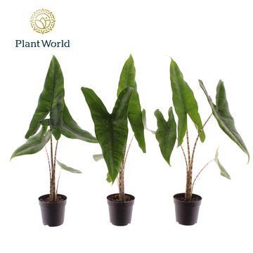 Alocasia zebrina
