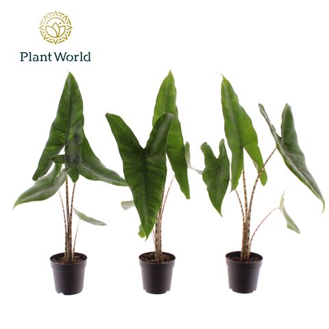 Alocasia zebrina