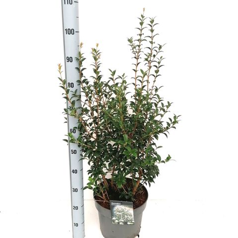 Osmanthus x burkwoodii