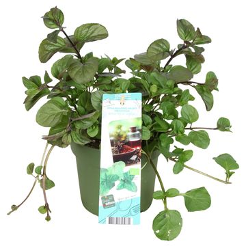 Mentha x piperita 'Granada'
