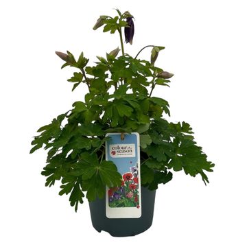 Aquilegia 'Spring Magic Blue White'