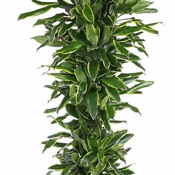 Dracaena fragrans 'Golden Coast'