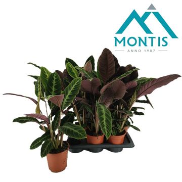 Calathea warscewiczii