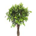 Ficus microcarpa 'Nitida'