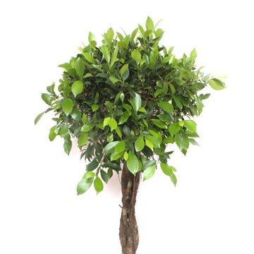 Ficus microcarpa 'Nitida'