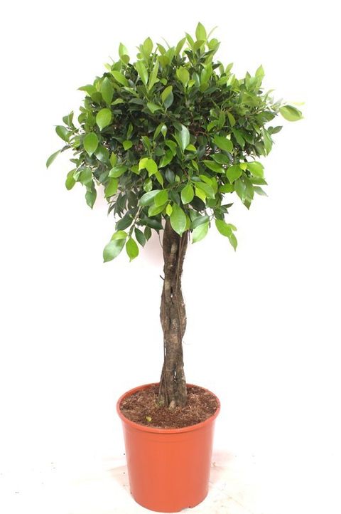 Ficus microcarpa 'Nitida'