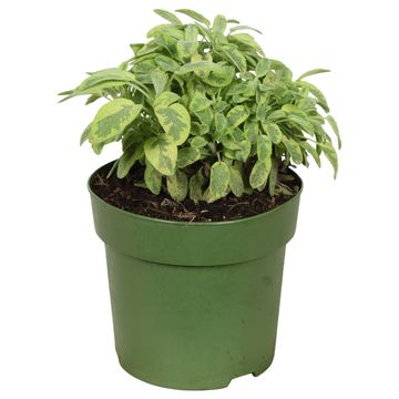 Salvia officinalis 'Mandala Gold'