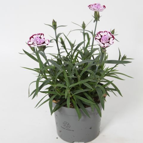 Dianthus DIANTICA BERRY CREAM