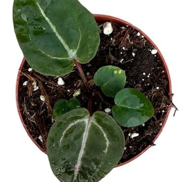 Anthurium Zara x Michelle x Red Crystallinum