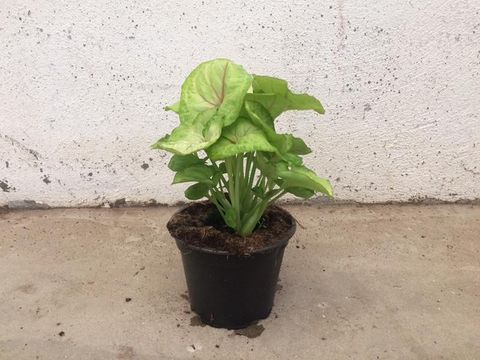 Syngonium podophyllum 'Mango'