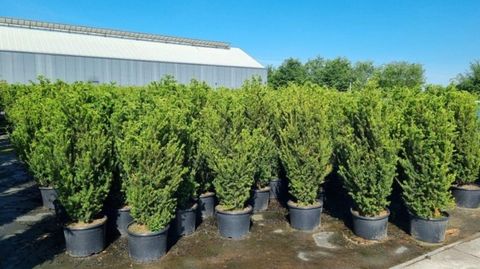 Taxus x media 'Hillii'