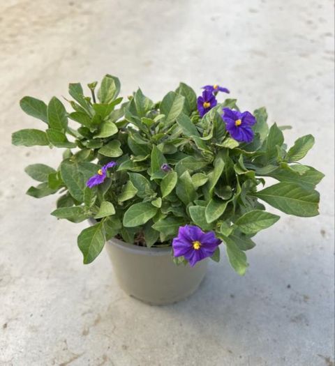 Solanum rantonnetii 'Blue Fountain'