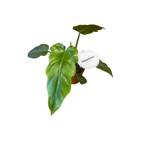 Филодендрон radiatum