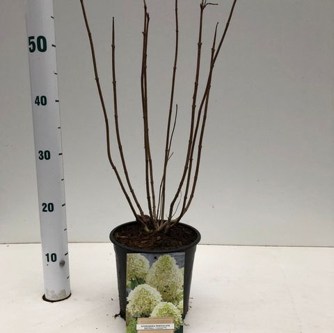 Hydrangea paniculata SKYFALL