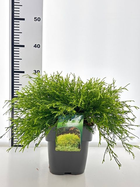 Chamaecyparis pisifera 'Sungold'