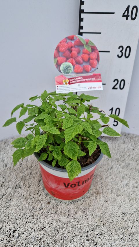 Rubus idaeus SUMMER LOVERS PATIO RED