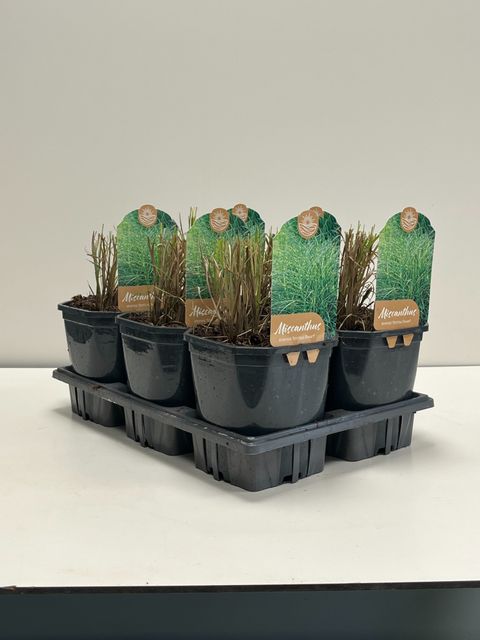 Miscanthus sinensis 'Strictus Dwarf'