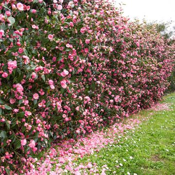 Camellia 'Spring Festival'