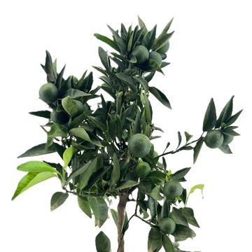 Citrus reticulata 'Clementine'