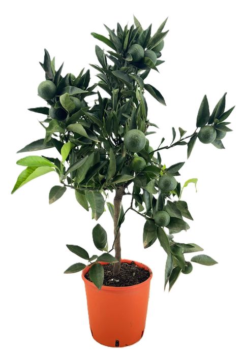 Citrus reticulata 'Clementine'