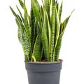 Sansevieria trifasciata 'Laurentii'