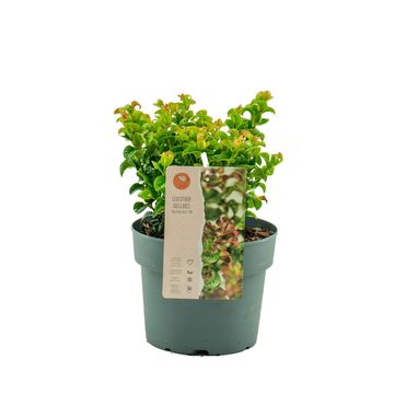 Leucothoe axillaris TWISTING RED