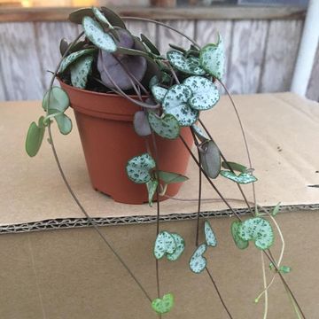Ceropegia woodii