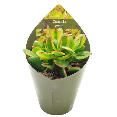 Crassula ovata 'Sunset Magic'