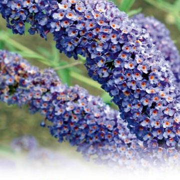 Buddleja davidii 'Nanho Blue'