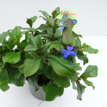 Ceratostigma plumbaginoides