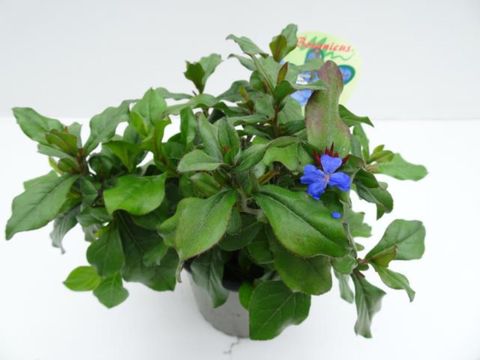 Ceratostigma plumbaginoides