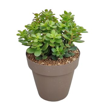 Crassula portulacea