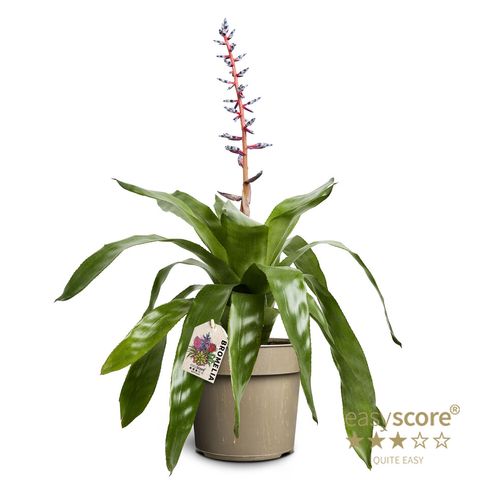 Aechmea azurea
