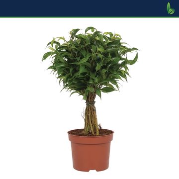 Ficus benjamina 'Babilatos'