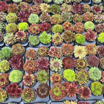 Sempervivum MIX