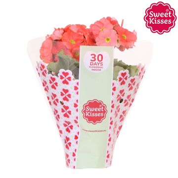 Primula obconica SWEET KISSES AMORE DARK ORANGE