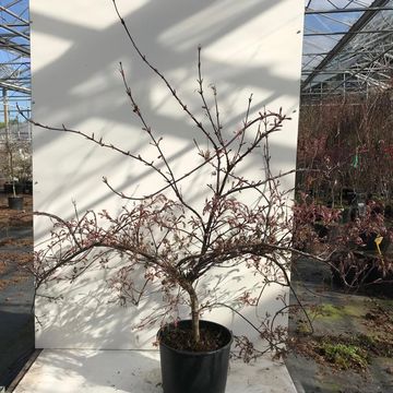 Acer palmatum 'Tamukeyama'