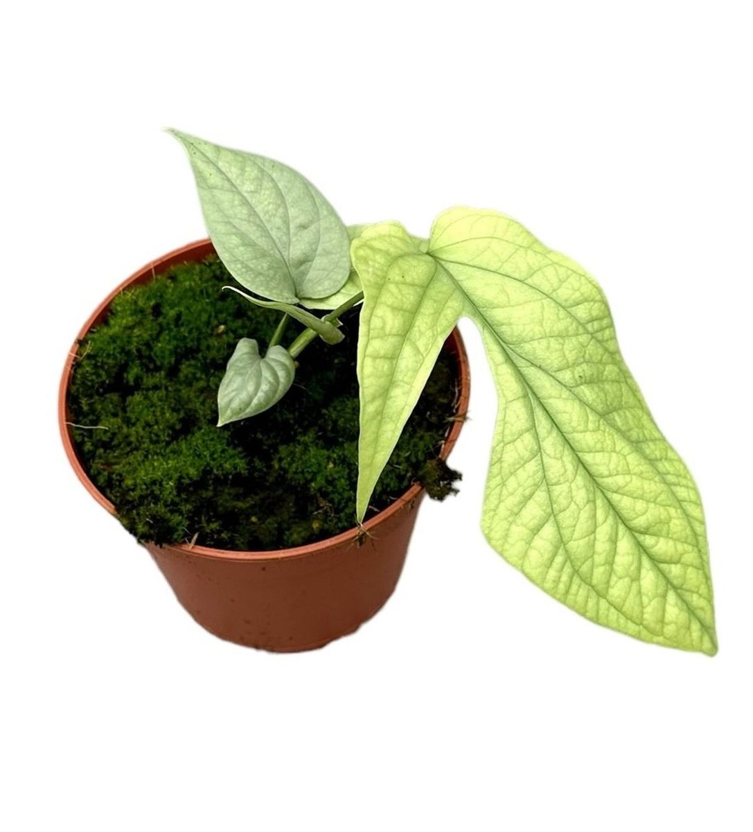 Amydrium medium SILVER — Plant Wholesale FlorAccess