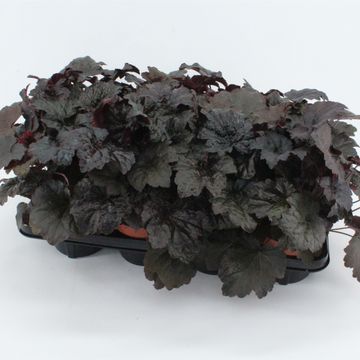 Heuchera micrantha 'Palace Purple'