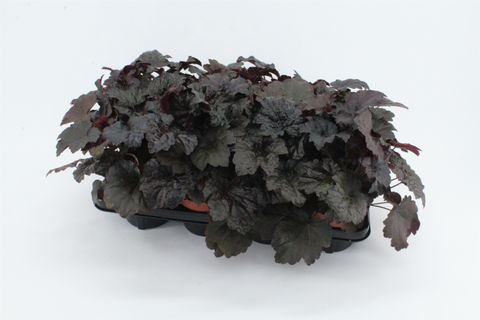 Heuchera micrantha 'Palace Purple'