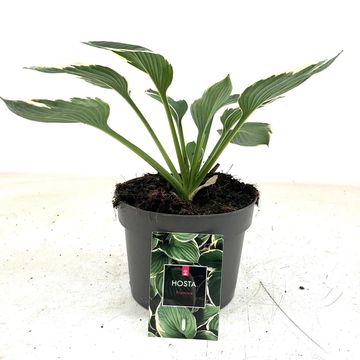 Hosta 'Francee'