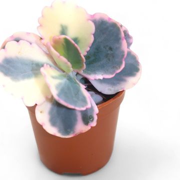 Kalanchoe fedtschenkoi 'Variegata'