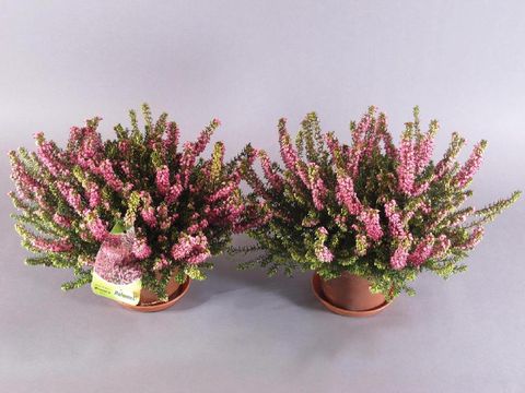 Erica x darleyensis 'Winter Treasure'