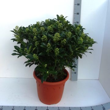 Skimmia japonica 'Fragrant Cloud'