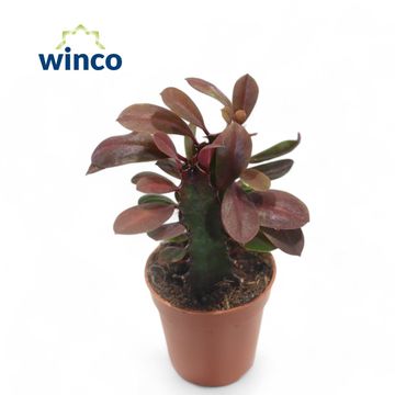 Euphorbia trigona 'Rubra'